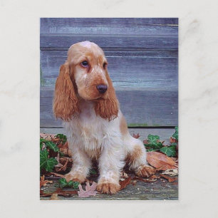 Engelse Cocker Spaniel Briefkaart