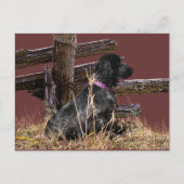 Engelse Cocker Spaniel Briefkaart (Voorkant)