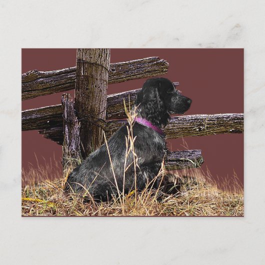 Engelse Cocker Spaniel Briefkaart (Voorkant)