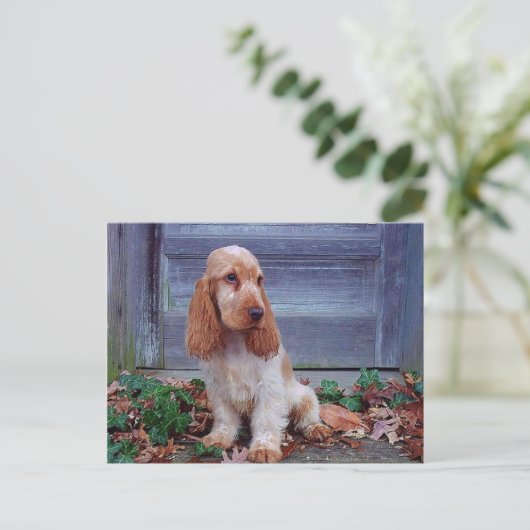 Engelse Cocker Spaniel Briefkaart (Staand voorkant)