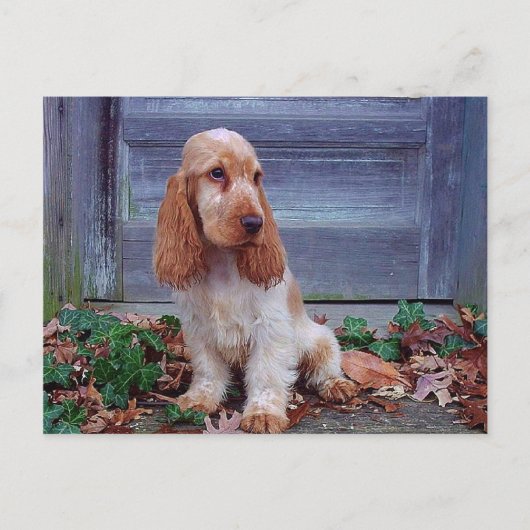 Engelse Cocker Spaniel Briefkaart (Voorkant)