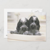 Engelse Cocker Spaniel Briefkaart (Voorkant / Achterkant)