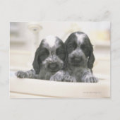 Engelse Cocker Spaniel Briefkaart (Voorkant)