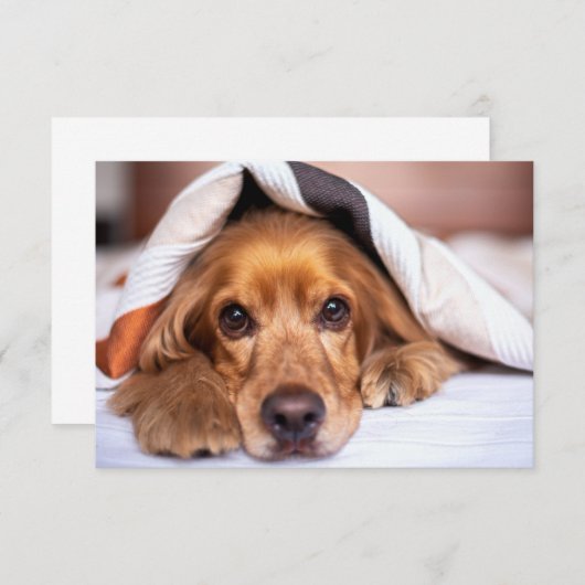 Engelse Cocker Spaniel Dog Bedankkaart (Voorkant / Achterkant)