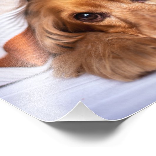 Engelse Cocker Spaniel Dog Foto Afdruk (Hoek)