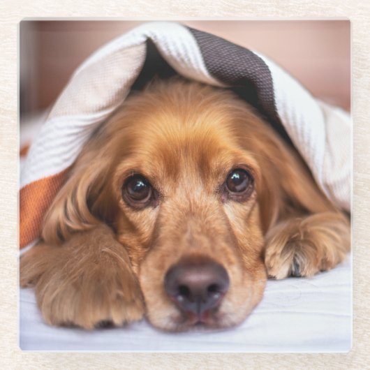Engelse Cocker Spaniel Dog Glazen Onderzetter (Voorkant)