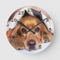 Engelse Cocker Spaniel Dog