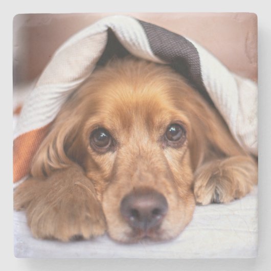 Engelse Cocker Spaniel Dog Stenen Onderzetter (Voorkant)