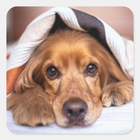 Engelse Cocker Spaniel Dog Vierkante Sticker (Voorkant)