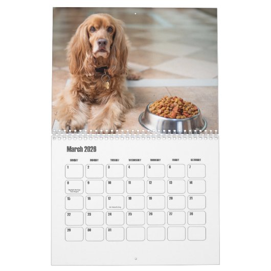 Engelse Cocker Spaniel Hondenkalender Kalender (Mar 2026)