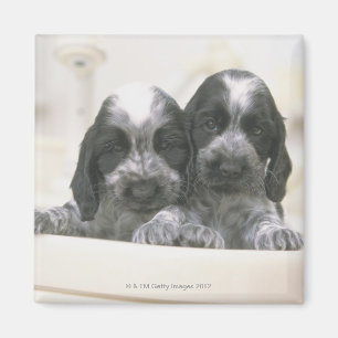 Engelse Cocker Spaniel Magneet