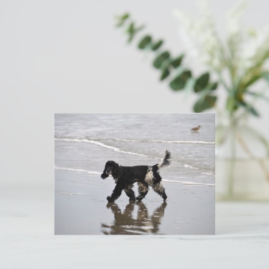 Engelse Cocker Spaniel op de strand Briefkaart (Staand voorkant)