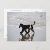 Engelse Cocker Spaniel op de strand Briefkaart (Voorkant / Achterkant)