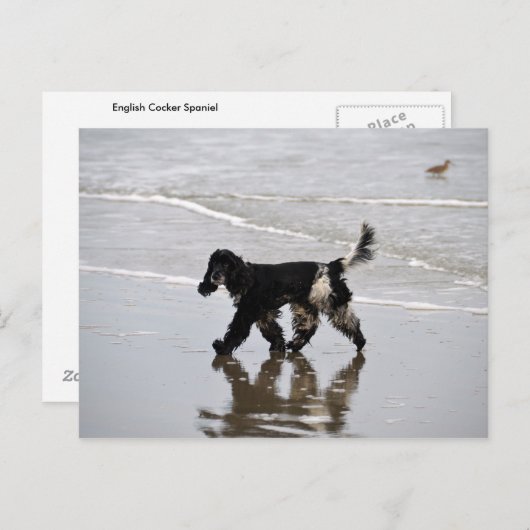 Engelse Cocker Spaniel op de strand Briefkaart (Voorkant / Achterkant)