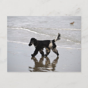Engelse Cocker Spaniel op de strand Briefkaart