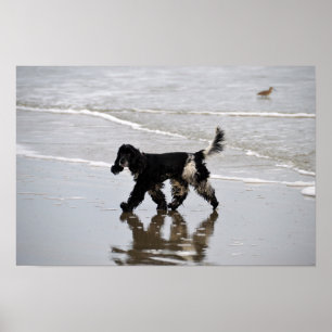 Engelse Cocker Spaniel op het Strand Poster