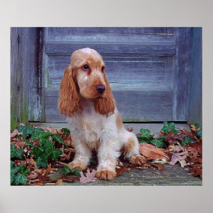 Engelse Cocker Spaniel Print