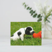 Engelse Cocker Spaniel Puppy met Red Clog Briefkaart (Staand voorkant)