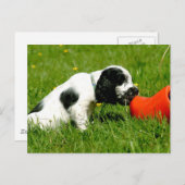 Engelse Cocker Spaniel Puppy met Red Clog Briefkaart (Voorkant / Achterkant)