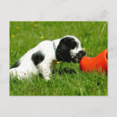 Engelse Cocker Spaniel Puppy met Red Clog Briefkaart (Voorkant)