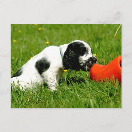 Engelse Cocker Spaniel Puppy met Red Clog Briefkaart (Voorkant)