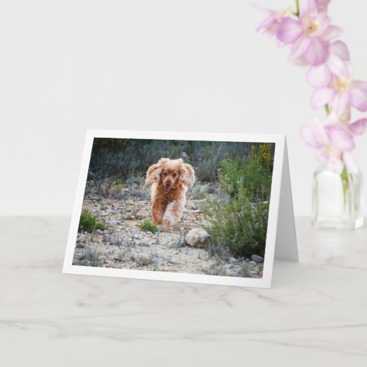 Engelse Cocker Spaniel Rent in het Buitenland Kaart (Orchidee)