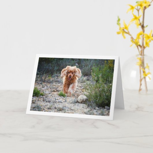 Engelse Cocker Spaniel Rent in het Landelijk Gebie Kaart (Gele Bloem)