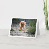 Engelse Cocker Spaniel Rent in het Landelijk Gebie Kaart (Voorkant)