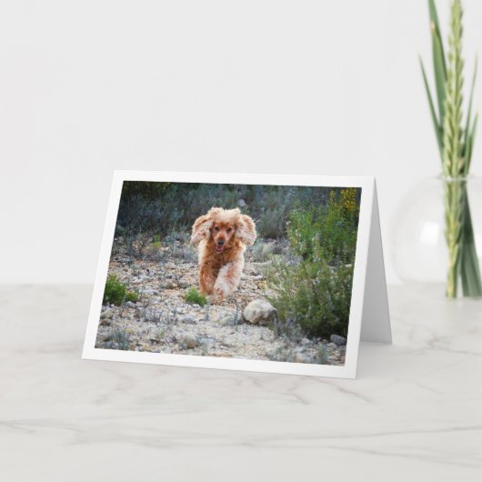 Engelse Cocker Spaniel Rent in het Landelijk Gebie Kaart (Voorkant)