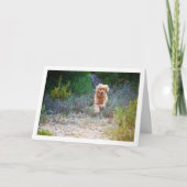 Engelse Cocker Spaniel Rent in het Platteland Kaart (Voorkant)