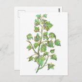 Engelse Ivy Briefkaart (Voorkant / Achterkant)