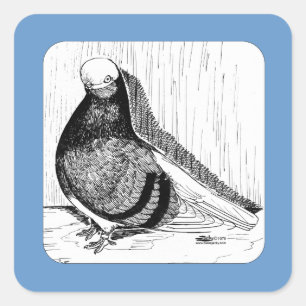 Engelse kortharige duivenkaal 1978 vierkante sticker