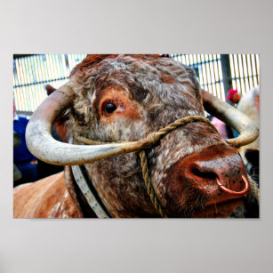 Engelse Long Horn Koe Cattle Poster