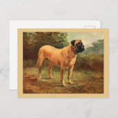 Engelse Mastiff Dog  Illustratie Briefkaart (Voorkant / Achterkant)