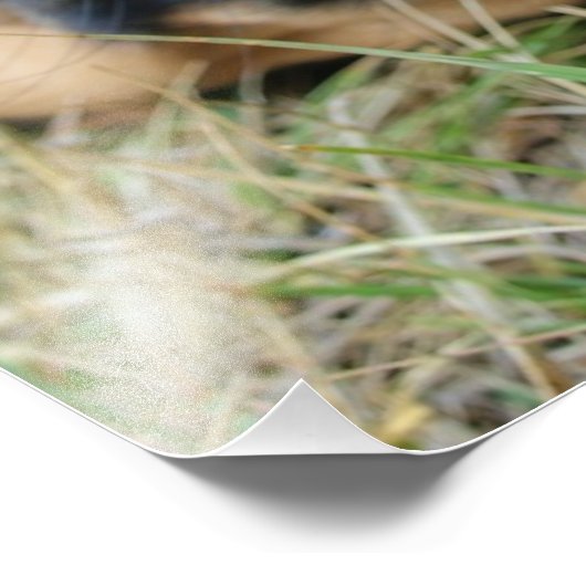 Engelse Mastiff-hond glimlacht - foto Afdruk (Hoek)