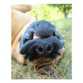 Engelse Mastiff-hond glimlacht - foto Afdruk (Voorkant)