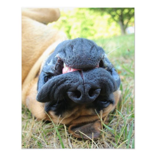 Engelse Mastiff-hond glimlacht - foto Afdruk (Voorkant)