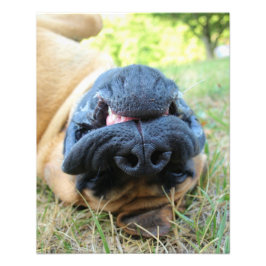 Engelse Mastiff-hond glimlacht - foto Foto Afdruk