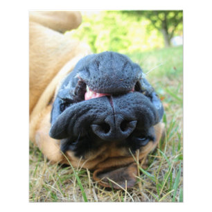 Engelse Mastiff-hond glimlacht - foto Foto Afdruk