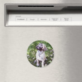 Engelse mastiff magneten (Insitu (Vaatwasser))