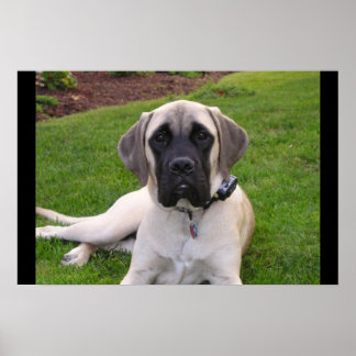 Engelse Mastiff puppy Poster