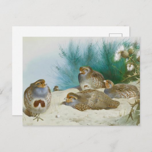 Engelse patrijs met paard en distel, Kunst Briefkaart (Voorkant / Achterkant)