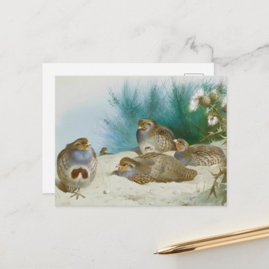 Engelse patrijs met paard en distel, Kunst Briefkaart (Voorkant / Achterkant in situ)