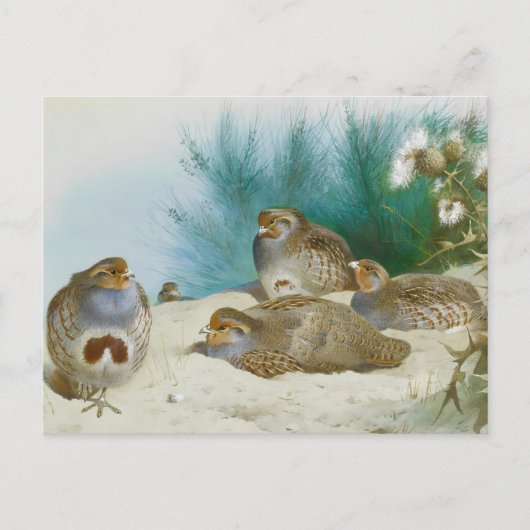 Engelse patrijs met paard en distel, Kunst Briefkaart (Voorkant)