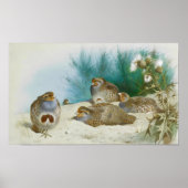Engelse patrijs met paard en distel, Kunst Poster (Voorkant)