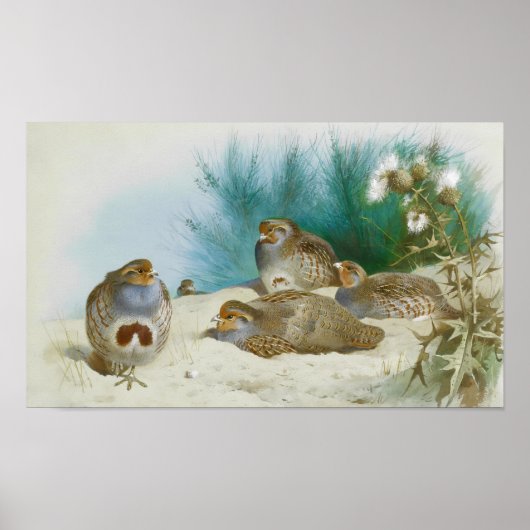 Engelse patrijs met paard en distel, Kunst Poster (Voorkant)