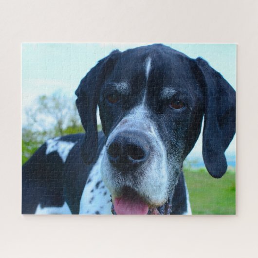 Engelse Pointer. Legpuzzel (Horizontaal)
