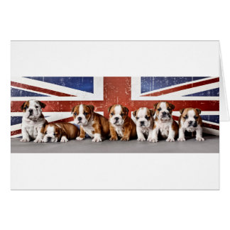 Engelse puppies