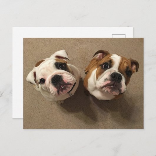 Engelse puppies briefkaart (Voorkant / Achterkant)