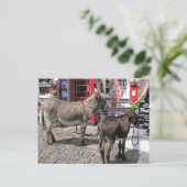 Engelse scènes, Donkeys in Clovelly, North Devon Briefkaart (Staand voorkant)